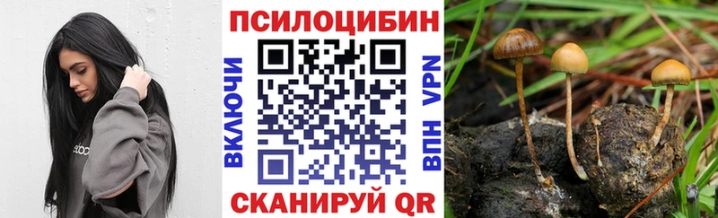 Купить закладки  Геленджик  Псилоцибиновые грибы Psilocybe 